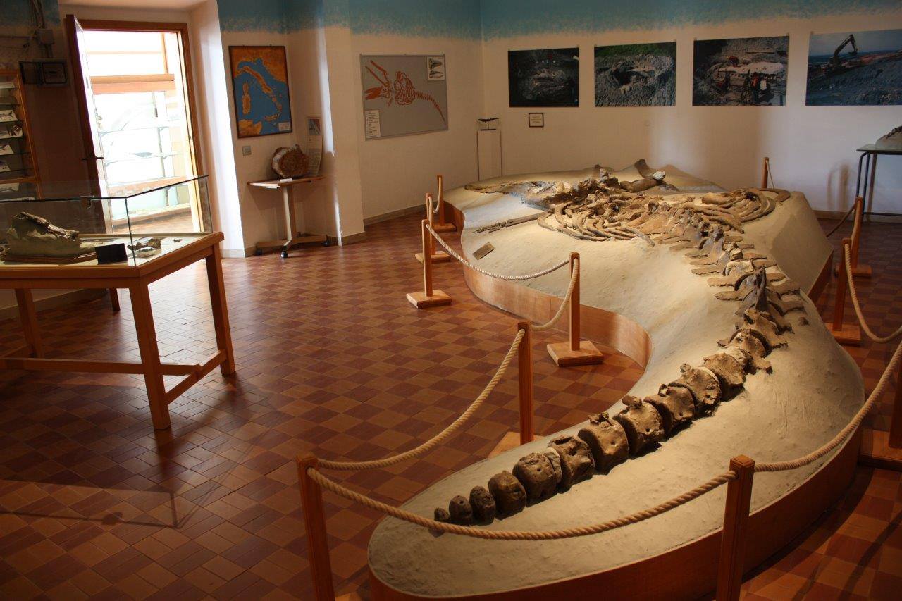 La balena fossile rinvenuta a Castelfiorentino esposta al Gamps (foto tratta da Facebook)